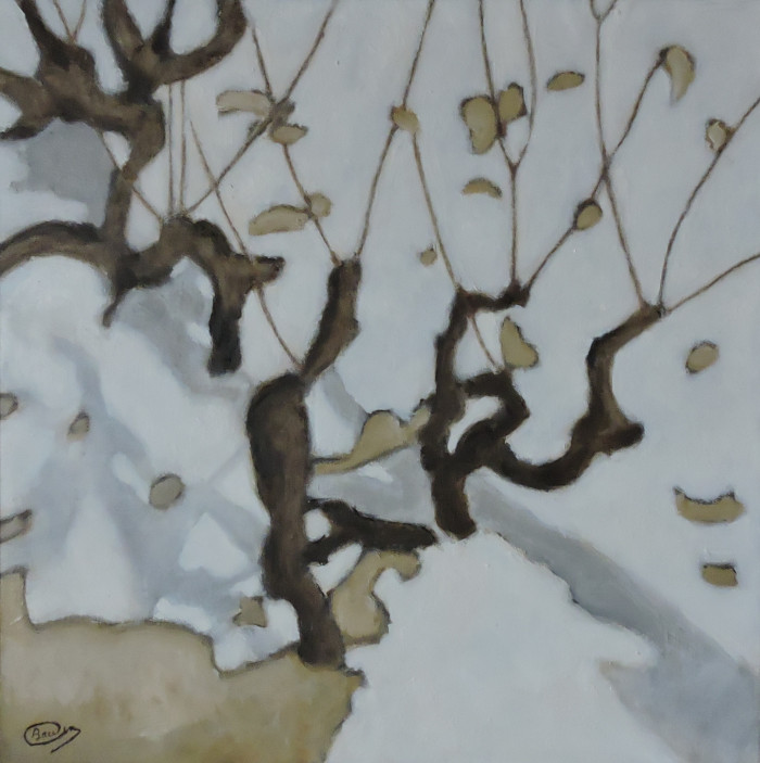 Vigne en hiver