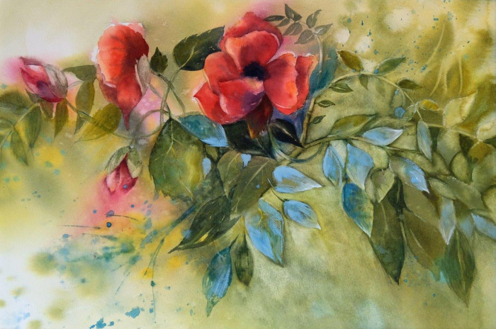 Coquelicots